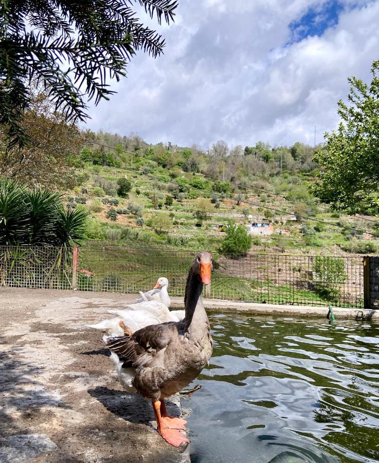 Private Douro- Quinta Susandas Mesão Frio